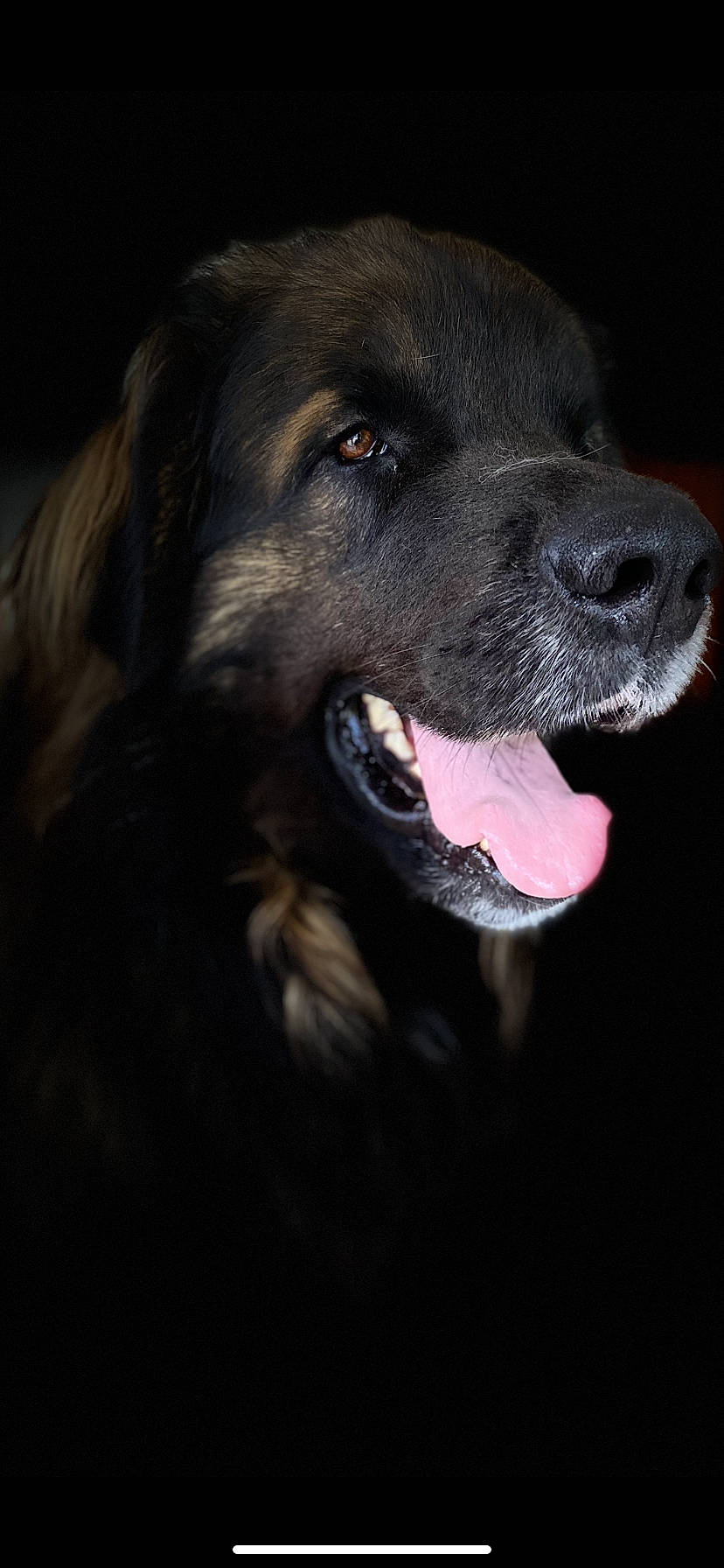 Nova participe au concours pour gagner de l'argent avec cette photo : canidae, carnivore, dog, dog_breed, hovawart, leonberger, mammal, nose, snout, sporting_group, vertebrate