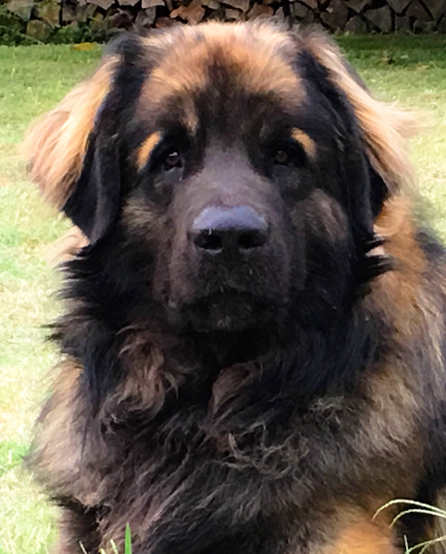Nova participe au concours pour gagner de l'argent avec cette photo : ancient_dog_breeds, bakharwal_dog, canidae, carnivore, caucasian_shepherd_dog, companion_dog, dog, dog_breed, estrela_mountain_dog, giant_dog_breed, leonberger, mammal, rare_breed_dog, sarplaninac, sporting_group, vertebrate