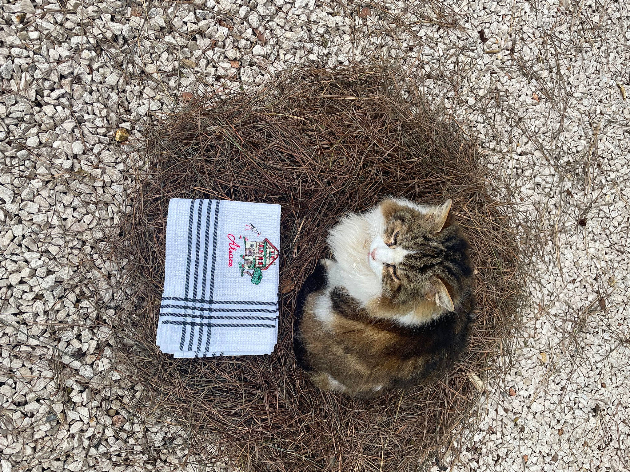 Doliprane participe au concours pour gagner de l'argent avec cette photo : asphalt, box, carnivore, cat, concrete, domestic_short_haired_cat, felidae, fur, grass, grey, leaf, road_surface, sand, sidewalk, small_to_medium_sized_cats, soil, tail, terrestrial_animal, whiskers, wood