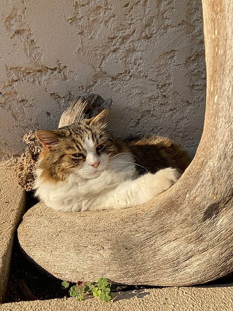 Doliprane participe au concours pour gagner de l'argent avec cette photo : carnivore, cat, claw, domestic_short_haired_cat, door, felidae, fur, grass, paw, plant, sitting, small_to_medium_sized_cats, snout, tail, terrestrial_animal, tree, trunk, whiskers, window, wood