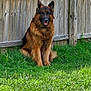 dog, german_shepherd, pet, animal, grass, outdoor, fence, wooden_fence, sitting, canine, fur, ears, tongue, nature, summer, daylight, portrait, mammal, companion, watchful