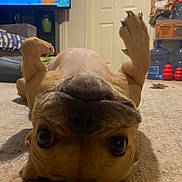 Mana joined the competition — help win amazing prizes! brown_dog, carpet, cartoon, close_up, couch, cute, dog, eyes, furniture, indoor, living_room, nose, paws, pet, playful, television, toys, upside_down, water_jugs, whiskers