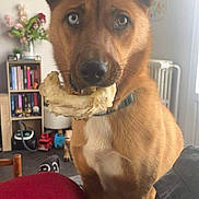 Nalla participe au concours pour gagner de l'argent avec cette photo : animal, architecture, building, canine, couch, cushion, dog, face, furniture, homedecor, husky, indoors, interiordesign, livingroom, person, pet, plant, pottedplant, puppy, room