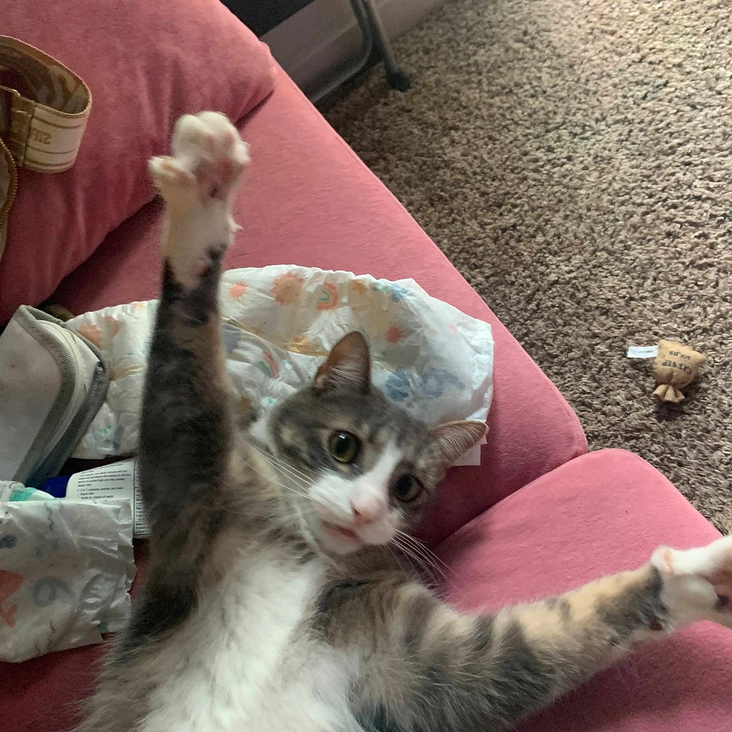Gregory is registered to the contest to win money with this photo: animal, carpet, cat, couch, cute, domestic, feline, fur, gray, household, indoor, paw, pet, pink, playful, relaxed, stretching, tabby, whiskers, white