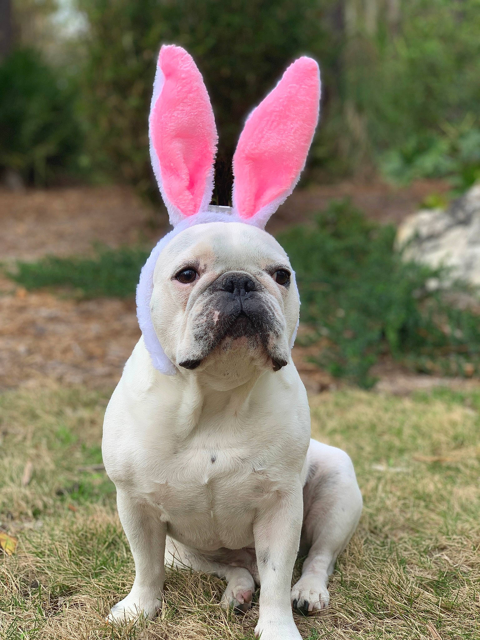 Cooper is registered to the contest to win money with this photo: ancient_dog_breeds, canidae, carnivore, companion_dog, dog, dog_breed, ear, fawn, french_bulldog, mammal, non_sporting_group, rabbit, snout, toy_bulldog, vertebrate, whiskers, white_english_bulldog