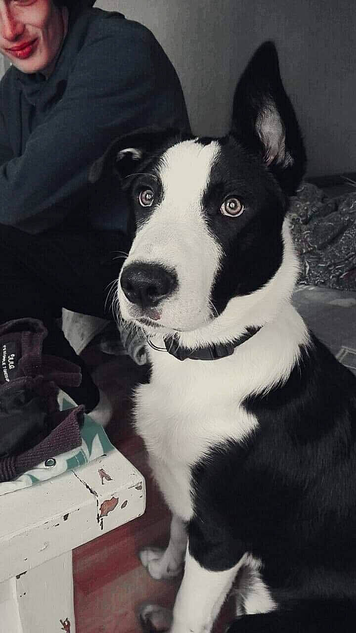 Oreo participe au concours pour gagner de l'argent avec cette photo : american_staffordshire_terrier, border_collie, bull_and_terrier, canidae, carnivore, dog, dog_breed, feist, mammal, mcnab, non_sporting_group, old_english_terrier, snout, vertebrate