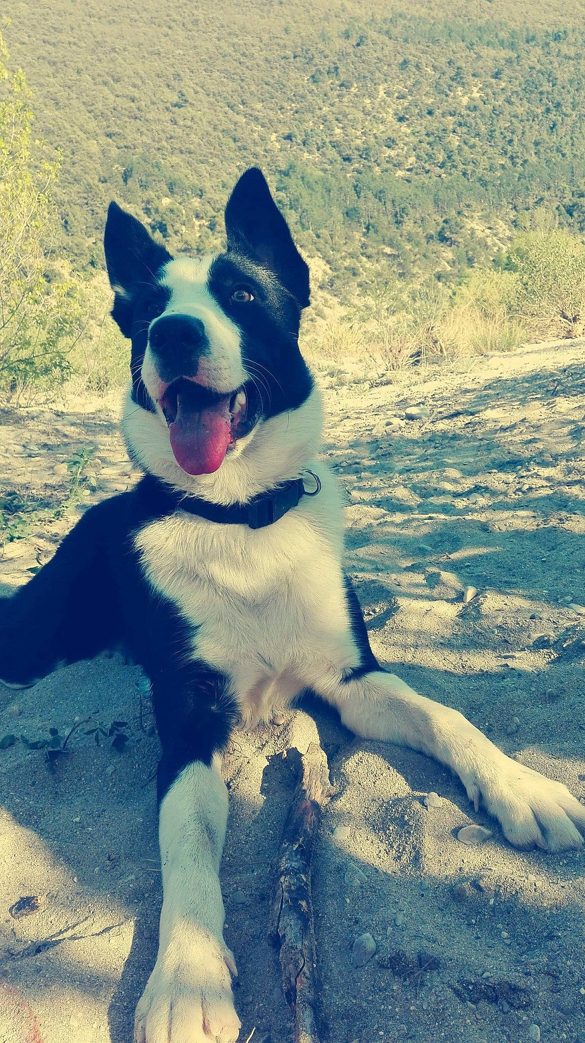 Oreo a rejoint le concours — aidez-le/la à gagner de superbes lots ! border_collie, canidae, carnivore, dog, dog_breed, herding_dog, karelian_bear_dog, mammal, mcnab, vertebrate