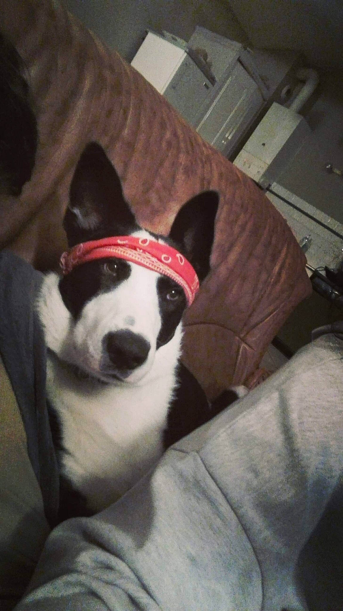 Oreo a rejoint le concours — aidez-le/la à gagner de superbes lots ! canidae, carnivore, dog, dog_breed, ear, mammal, non_sporting_group, nose, rare_breed_dog, siberian_husky, snout, vertebrate