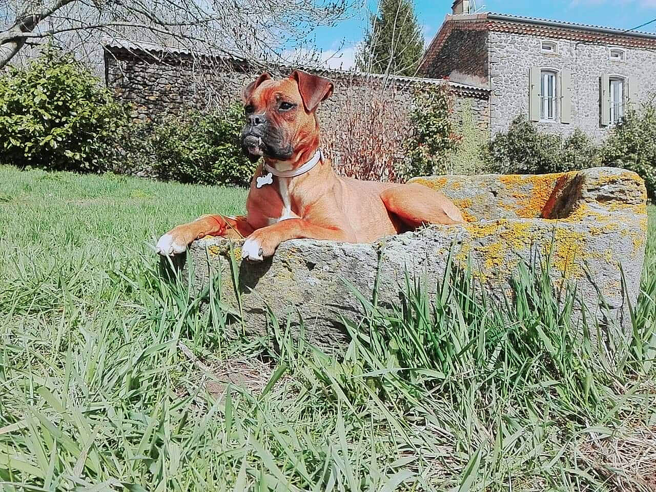 Kally a rejoint le concours — aidez-le/la à gagner de superbes lots ! canidae, carnivore, dog, dog_breed, fawn, grass, grass_family, hunting_dog, mammal, plant, rhodesian_ridgeback, sporting_group, vertebrate