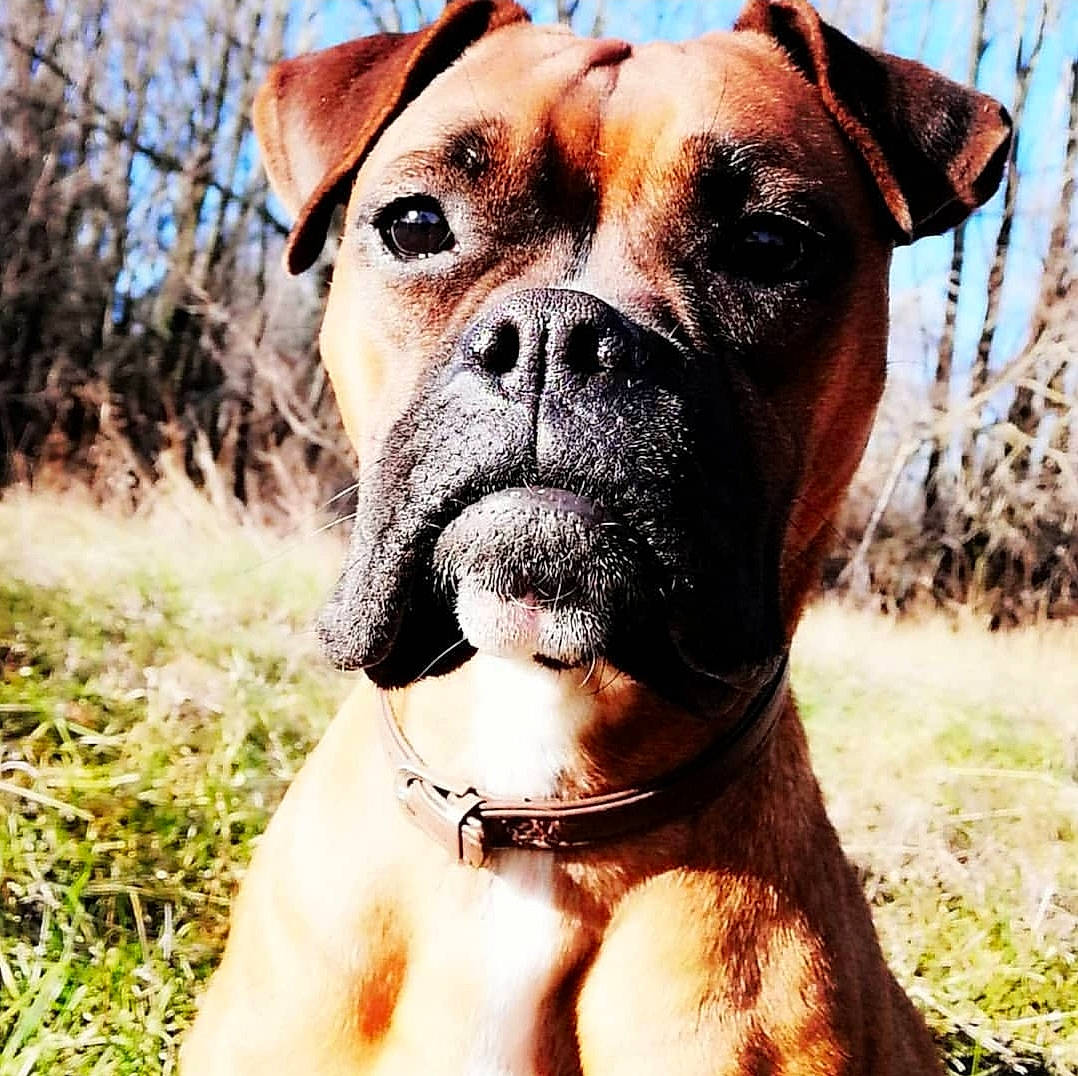 Kally a rejoint le concours — aidez-le/la à gagner de superbes lots ! ancient_dog_breeds, boerboel, boxer, bullmastiff, canidae, carnivore, companion_dog, dog, dog_breed, fawn, grass, mammal, molosser, non_sporting_group, rare_breed_dog, snout, sporting_group, valley_bulldog, vertebrate, working_dog