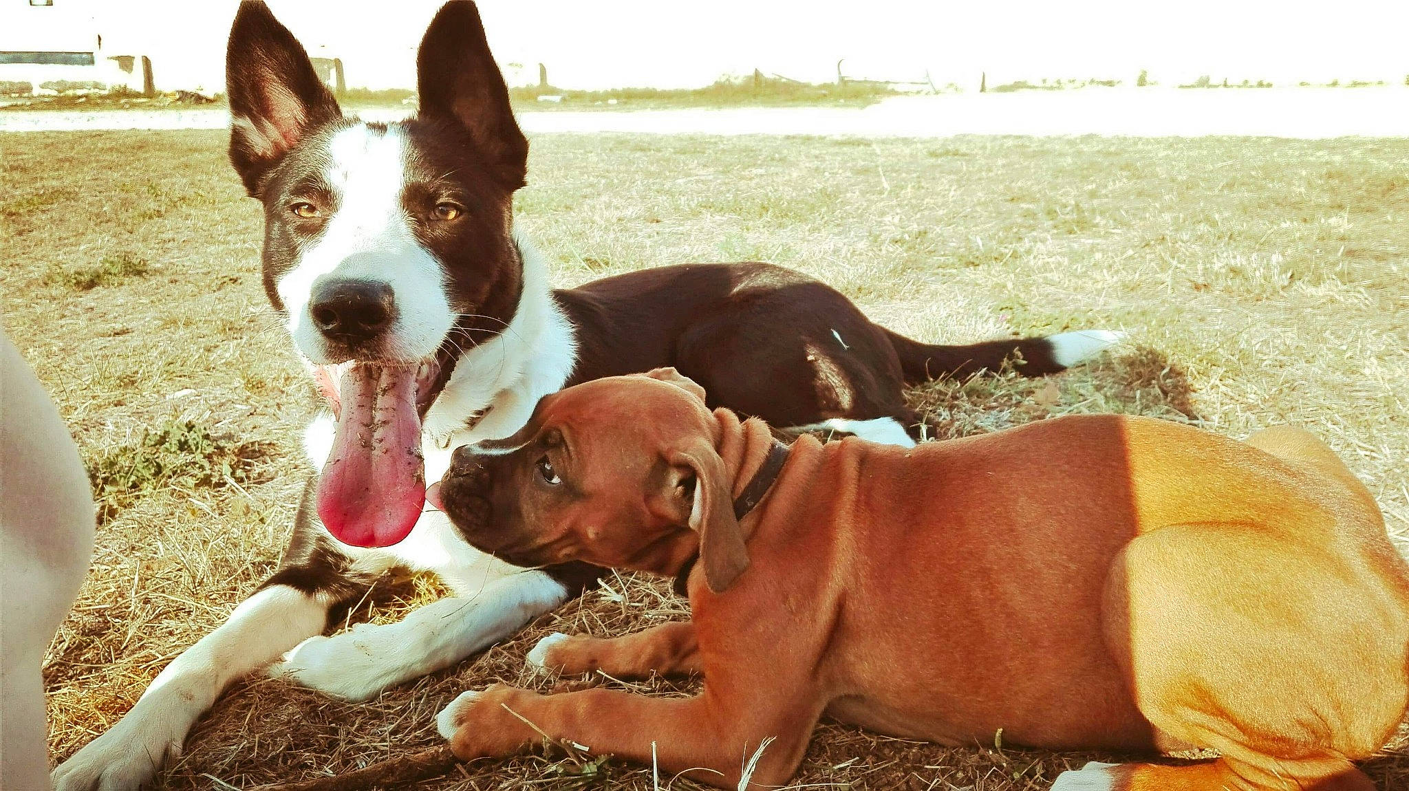 Kally participe au concours pour gagner de l'argent avec cette photo : american_pit_bull_terrier, american_staffordshire_terrier, australian_kelpie, bull_and_terrier, canidae, carnivore, companion_dog, dog, dog_breed, fawn, hunting_dog, ibizan_hound, mammal, pit_bull, sporting_group, vertebrate