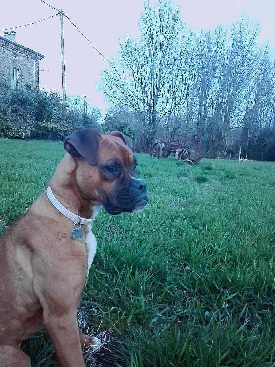 Kally a rejoint le concours — aidez-le/la à gagner de superbes lots ! black_mouth_cur, boerboel, boxer, bullmastiff, canidae, carnivore, companion_dog, dog, dog_breed, fawn, grass, mammal, plant, rare_breed_dog, rhodesian_ridgeback, snout, sporting_group, vertebrate, working_dog