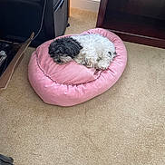 Eremin is registered to the contest to win money with this photo: dog, pet_bed, sleeping, curled_up, black_and_white, carpet, indoor, furniture, cardboard_box, resting, small_dog, cozy, home, floor, living_space, nap, curly_fur, pink_bed, quiet, relaxation
