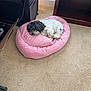 dog, pet_bed, sleeping, curled_up, black_and_white, carpet, indoor, furniture, cardboard_box, resting, small_dog, cozy, home, floor, living_space, nap, curly_fur, pink_bed, quiet, relaxation
