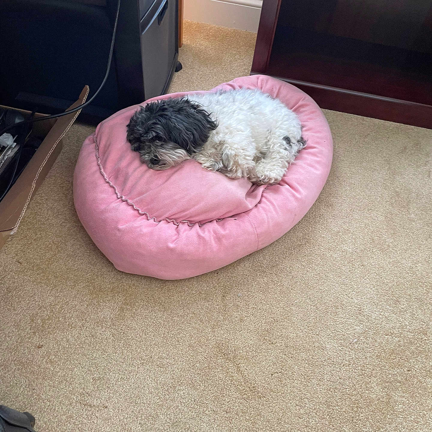 Eremin is registered to the contest to win money with this photo: black_and_white, cardboard_box, carpet, cozy, curled_up, curly_fur, dog, floor, furniture, home, indoor, living_space, nap, pet_bed, pink_bed, quiet, relaxation, resting, sleeping, small_dog