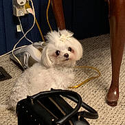 Sophie joined the competition — help win amazing prizes! dog, white, bow, carpet, handbag, black, indoor, curious, pet, small_dog, fur, cable, power_outlet, furniture_leg, floor, closeup, looking_back, domestic, cute, animal
