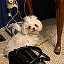 dog, white, bow, carpet, handbag, black, indoor, curious, pet, small_dog, fur, cable, power_outlet, furniture_leg, floor, closeup, looking_back, domestic, cute, animal