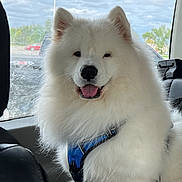 Orry is registered to the contest to win money with this photo: dog, samoyed, white_fur, fluffy, harness, car_interior, backseat, window, cloudy_sky, parked_cars, tongue_out, happy, pet, animal, transportation, seat, leash, fur, canine, smiling
