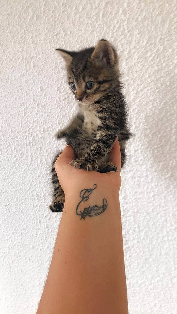 Prune a rejoint le concours — aidez-le/la à gagner de superbes lots ! american_shorthair, arm, asian, carnivore, cat, domestic_short_haired_cat, european_shorthair, felidae, hand, kitten, leg, maine_coon, norwegian_forest_cat, paw, small_to_medium_sized_cats, tabby_cat, tattoo, temporary_tattoo, whiskers, wrist