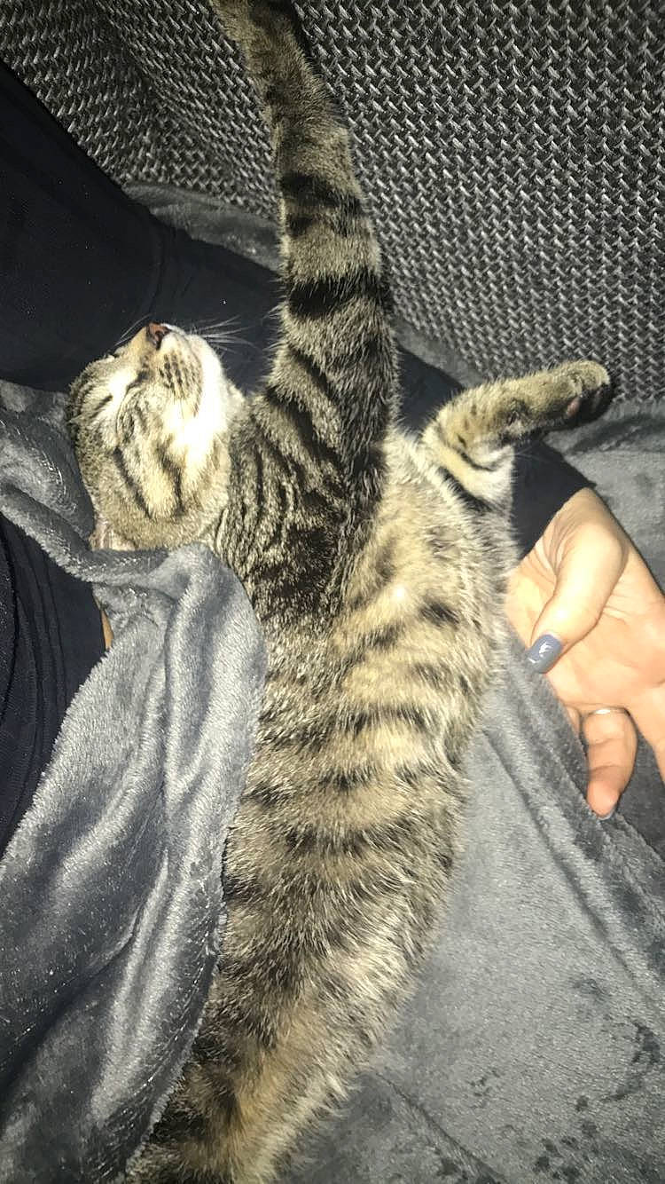 Prune participe au concours pour gagner de l'argent avec cette photo : american_shorthair, bengal, california_spangled, carnivore, cat, domestic_short_haired_cat, dragon_li, egyptian_mau, european_shorthair, felidae, fur, mammal, ocicat, pixie_bob, small_to_medium_sized_cats, tabby_cat, tail, vertebrate, whiskers, wild_cat