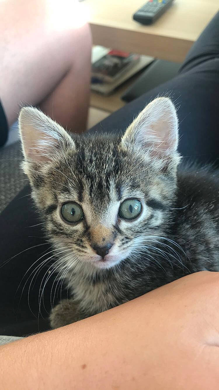 Prune participe au concours pour gagner de l'argent avec cette photo : american_shorthair, american_wirehair, asian, australian_mist, bengal, california_spangled, carnivore, cat, domestic_short_haired_cat, dragon_li, egyptian_mau, european_shorthair, eye, felidae, kitten, mammal, small_to_medium_sized_cats, tabby_cat, vertebrate, whiskers