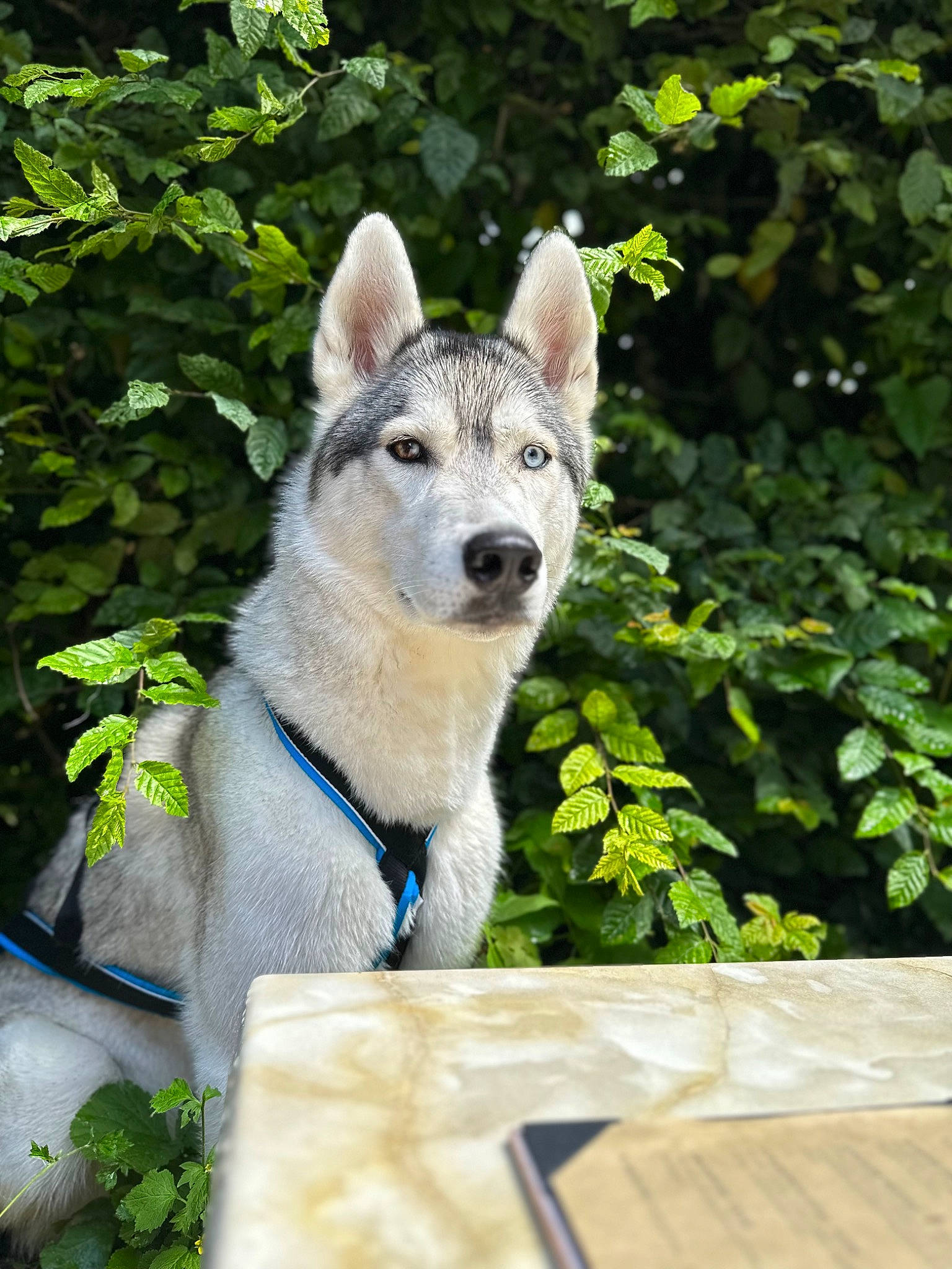 Snow participe au concours pour gagner de l'argent avec cette photo : canidae, canis, carnivore, collar, companion_dog, dog, dog_breed, fawn, kintamani, plant, recreation, sled_dog, snout, sporting_group, table, tail, whiskers, wolf, wood, working_animal