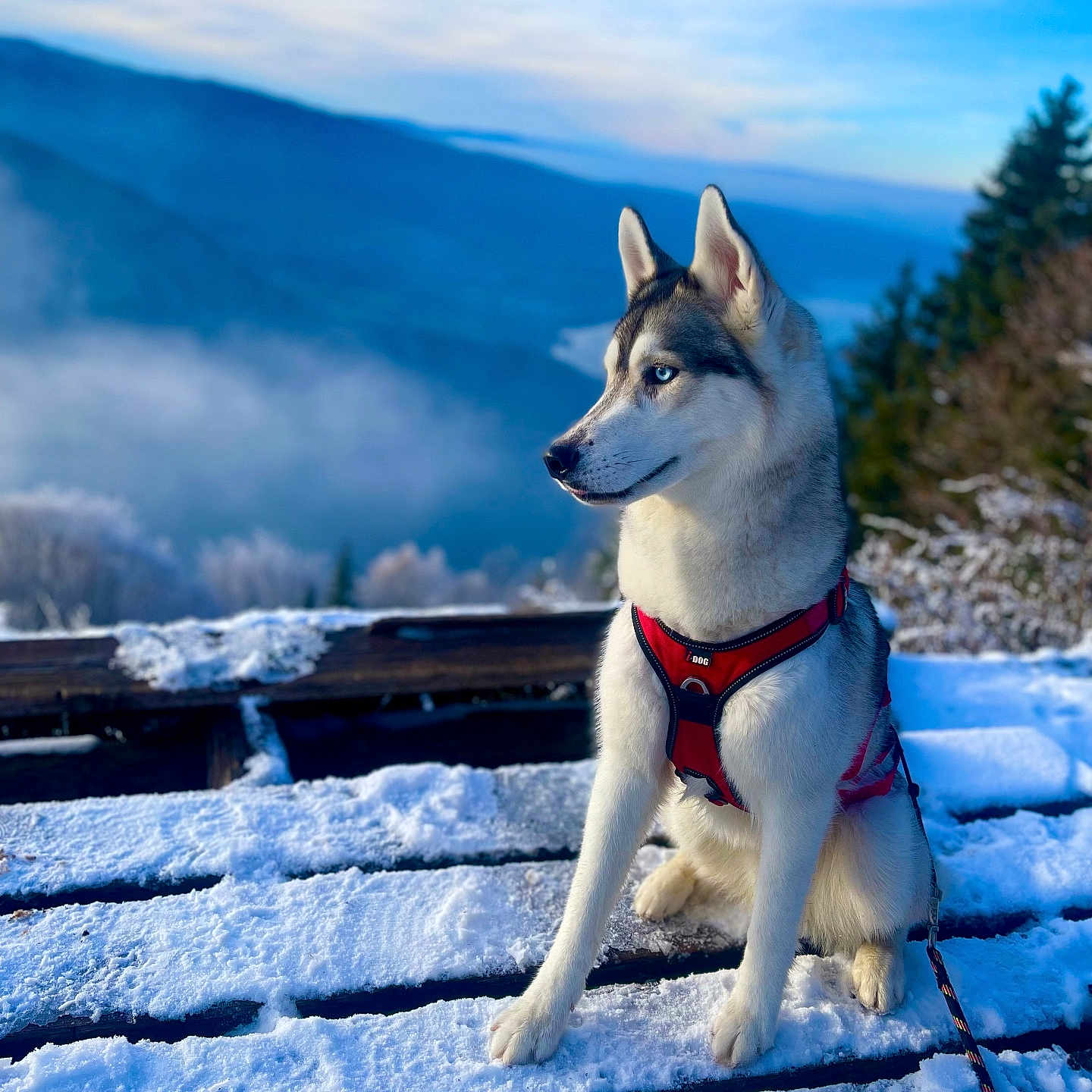 Snow participe au concours pour gagner de l'argent avec cette photo : animal, architecture, building, canine, dog, eskimodog, husky, nature, outdoors, pet, plant, puppy, rock, scenery, shelter, sky, snow, tree, whitedog, winter
