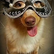 Naomy participe au concours pour gagner de l'argent avec cette photo : dog, mask, masquerade, feathers, indoor, tongue_out, playful, pet, canine, decorative, closeup, floor, tile, costume, funny, animal, portrait, fur, nose, eyes