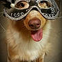 dog, mask, masquerade, feathers, indoor, tongue_out, playful, pet, canine, decorative, closeup, floor, tile, costume, funny, animal, portrait, fur, nose, eyes