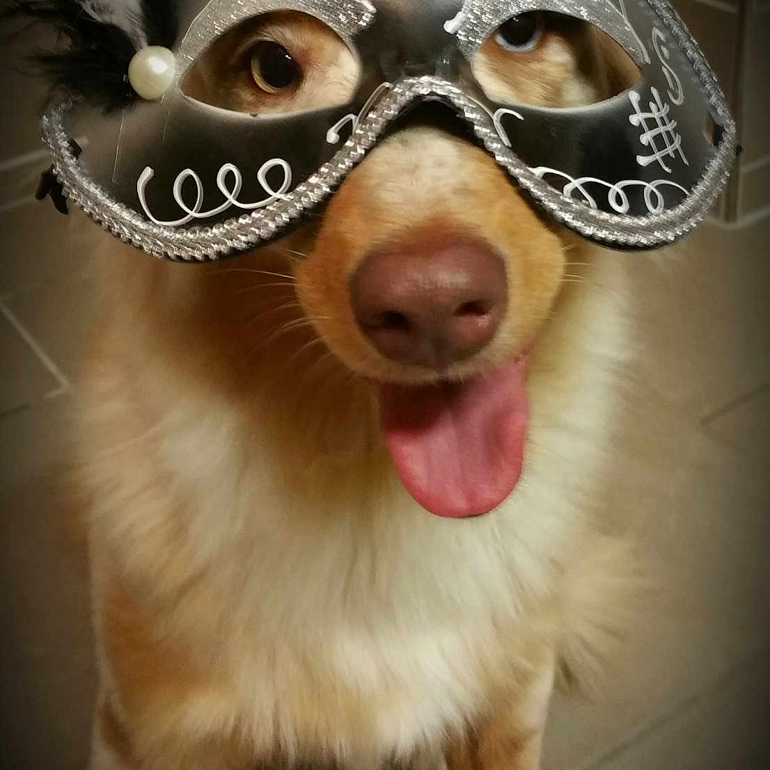 Naomy participe au concours pour gagner de l'argent avec cette photo : animal, canine, closeup, costume, decorative, dog, eyes, feathers, floor, funny, fur, indoor, mask, masquerade, nose, pet, playful, portrait, tile, tongue_out