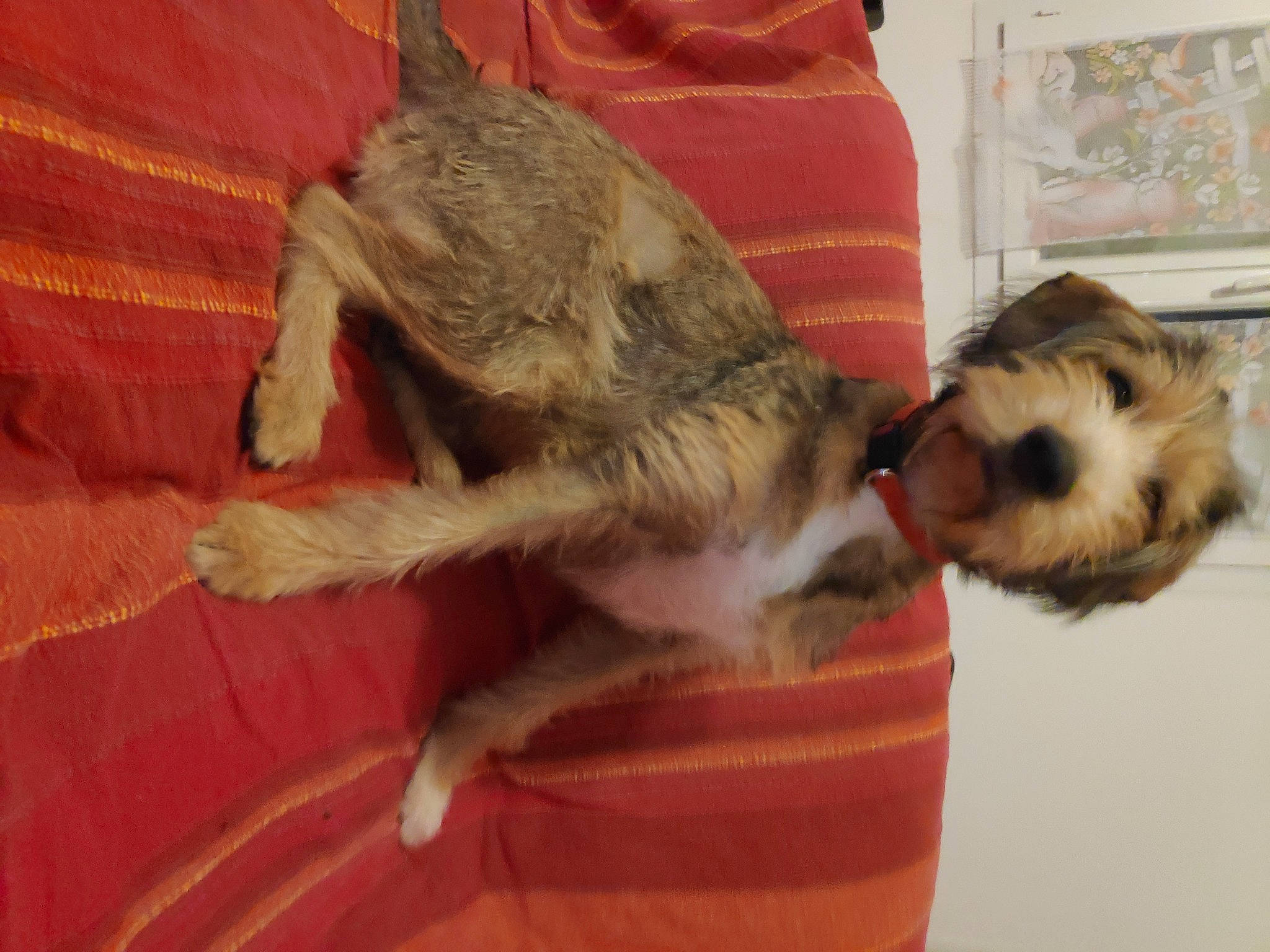 Toby participe au concours pour gagner de l'argent avec cette photo : canidae, carnivore, comfort, companion_dog, dog, dog_breed, fawn, felidae, fur, paw, pet_supply, schnauzer, small_terrier, small_to_medium_sized_cats, snout, sporting_group, standard_schnauzer, tail, terrier, working_animal