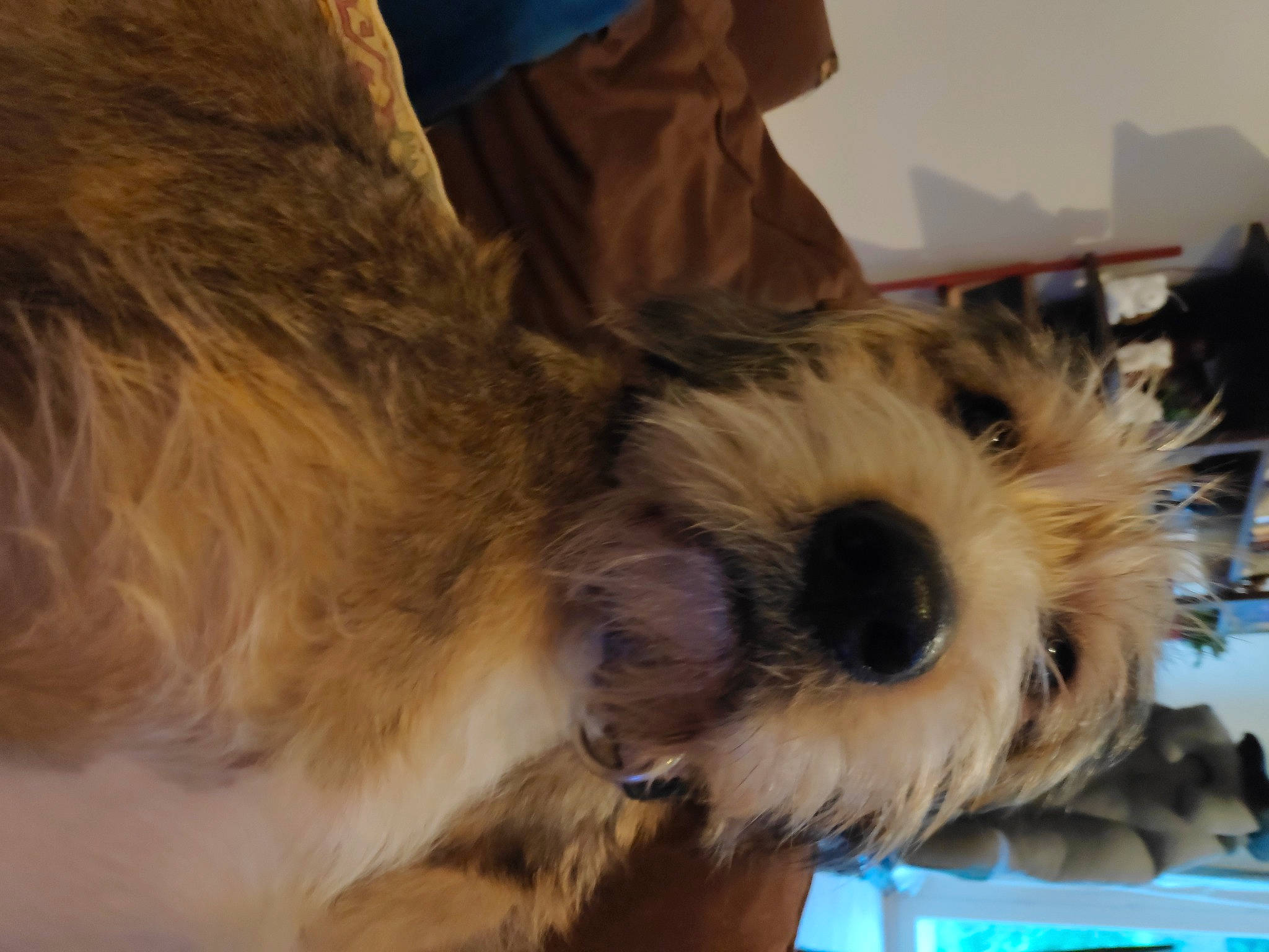 Toby participe au concours pour gagner de l'argent avec cette photo : canidae, carnivore, companion_dog, dog, dog_breed, dog_supply, fur, liver, maltepoo, non_sporting_group, paw, pet_supply, small_terrier, snout, sporting_group, terrier, toy_dog, working_animal, yorkipoo