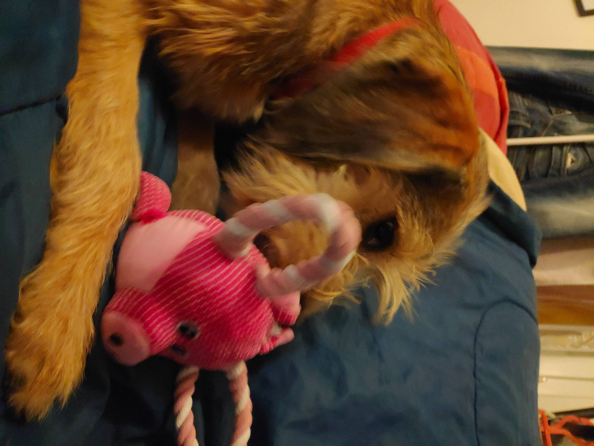 Toby participe au concours pour gagner de l'argent avec cette photo : canidae, claw, companion_dog, costume, dog, dog_breed, fawn, fictional_character, fun, fur, gesture, hair_coloring, holiday, magenta, nail, polar_fleece, room, sporting_group, thumb, tree