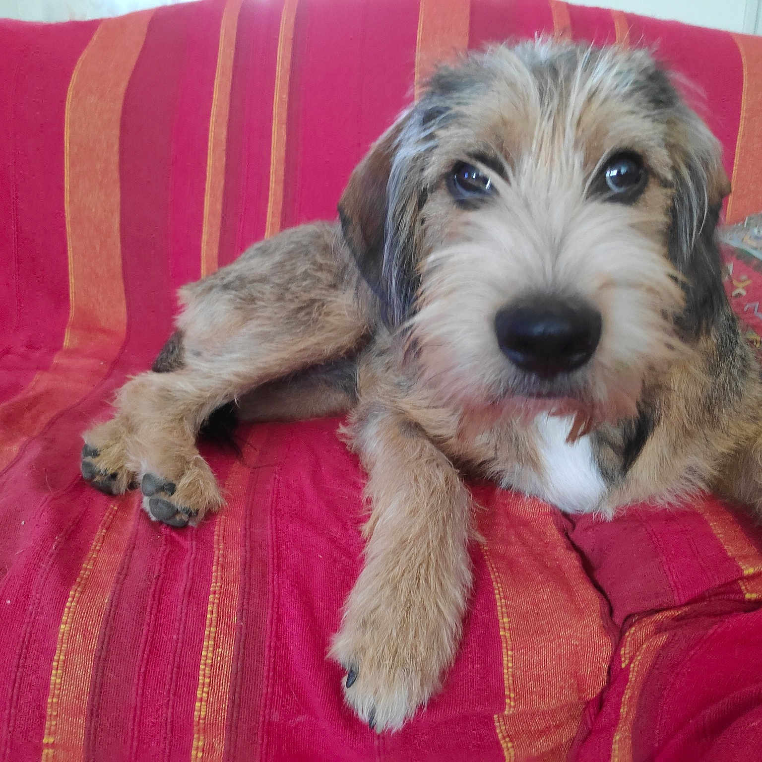 Toby