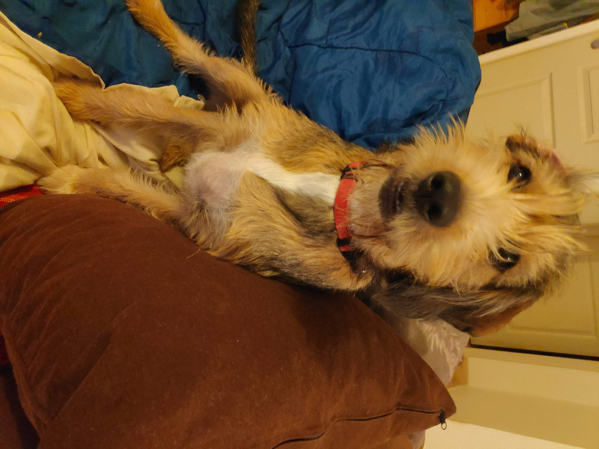 Toby a rejoint le concours — aidez-le/la à gagner de superbes lots ! cabinetry, canidae, carnivore, comfort, companion_dog, dog, dog_breed, dog_supply, fawn, fur, nap, paw, puppy_love, small_terrier, sporting_group, terrier, toy_dog, working_animal, working_terrier, yorkipoo