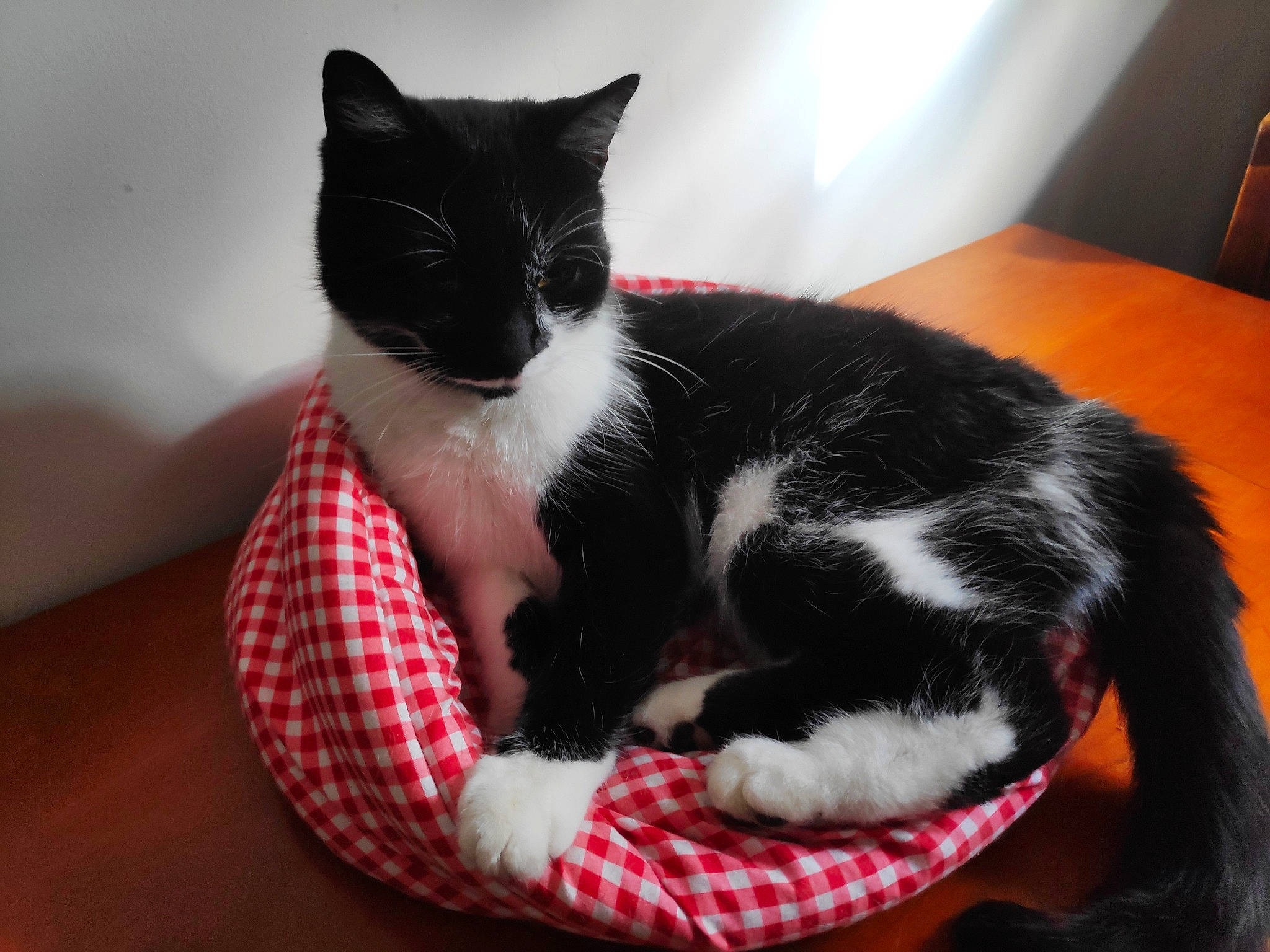 Lounette participe au concours pour gagner de l'argent avec cette photo : black_cat, carnivore, cat, cat_supply, claw, comfort, domestic_short_haired_cat, felidae, fur, human_leg, pattern, paw, pet_supply, plaid, sitting, small_to_medium_sized_cats, snout, tail, tartan, whiskers