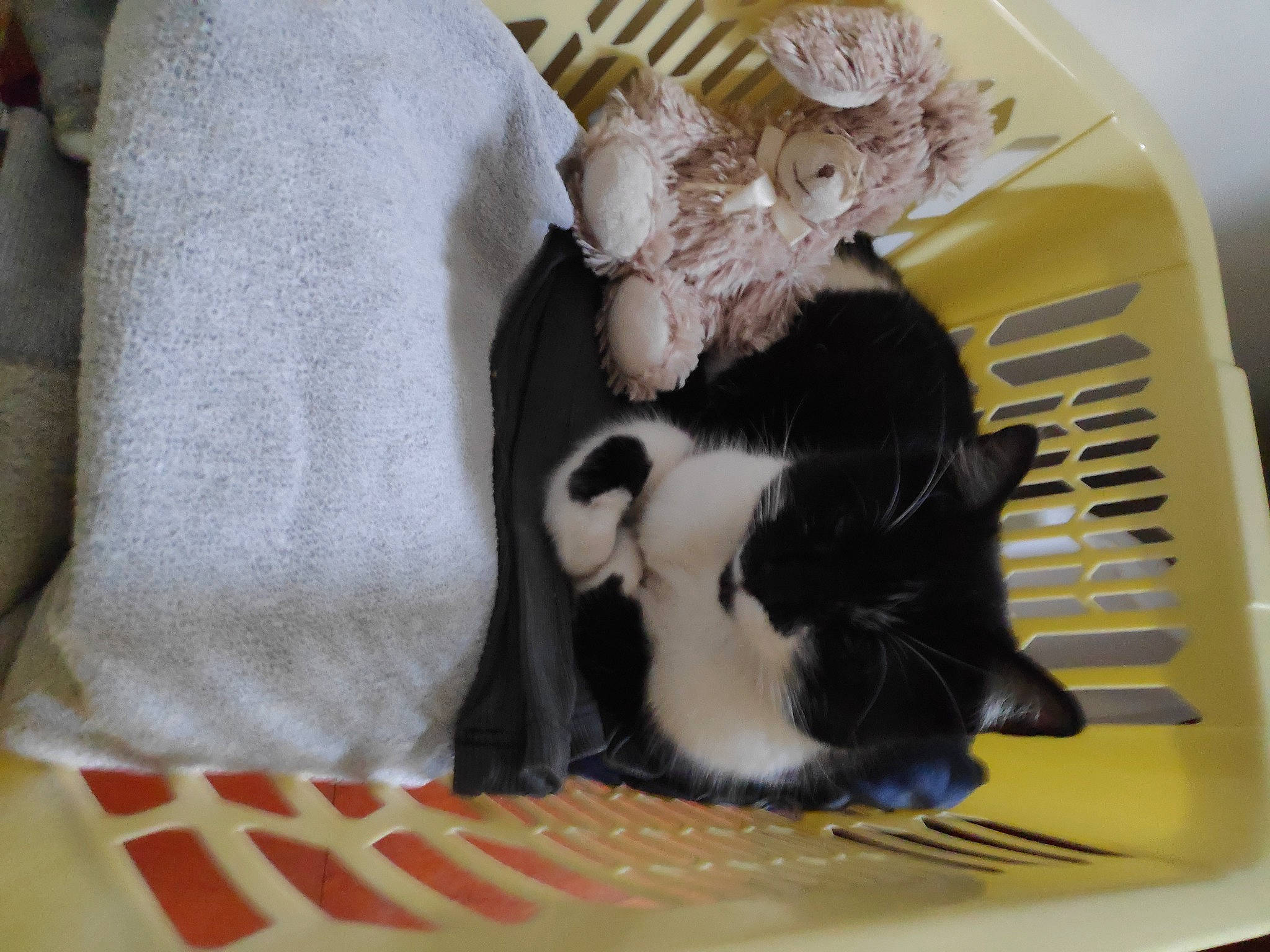 Lounette participe au concours pour gagner de l'argent avec cette photo : canidae, carnivore, cat, cat_supply, claw, comfort, domestic_short_haired_cat, felidae, fur, linens, pattern, paw, pet_supply, small_to_medium_sized_cats, tail, textile, whiskers