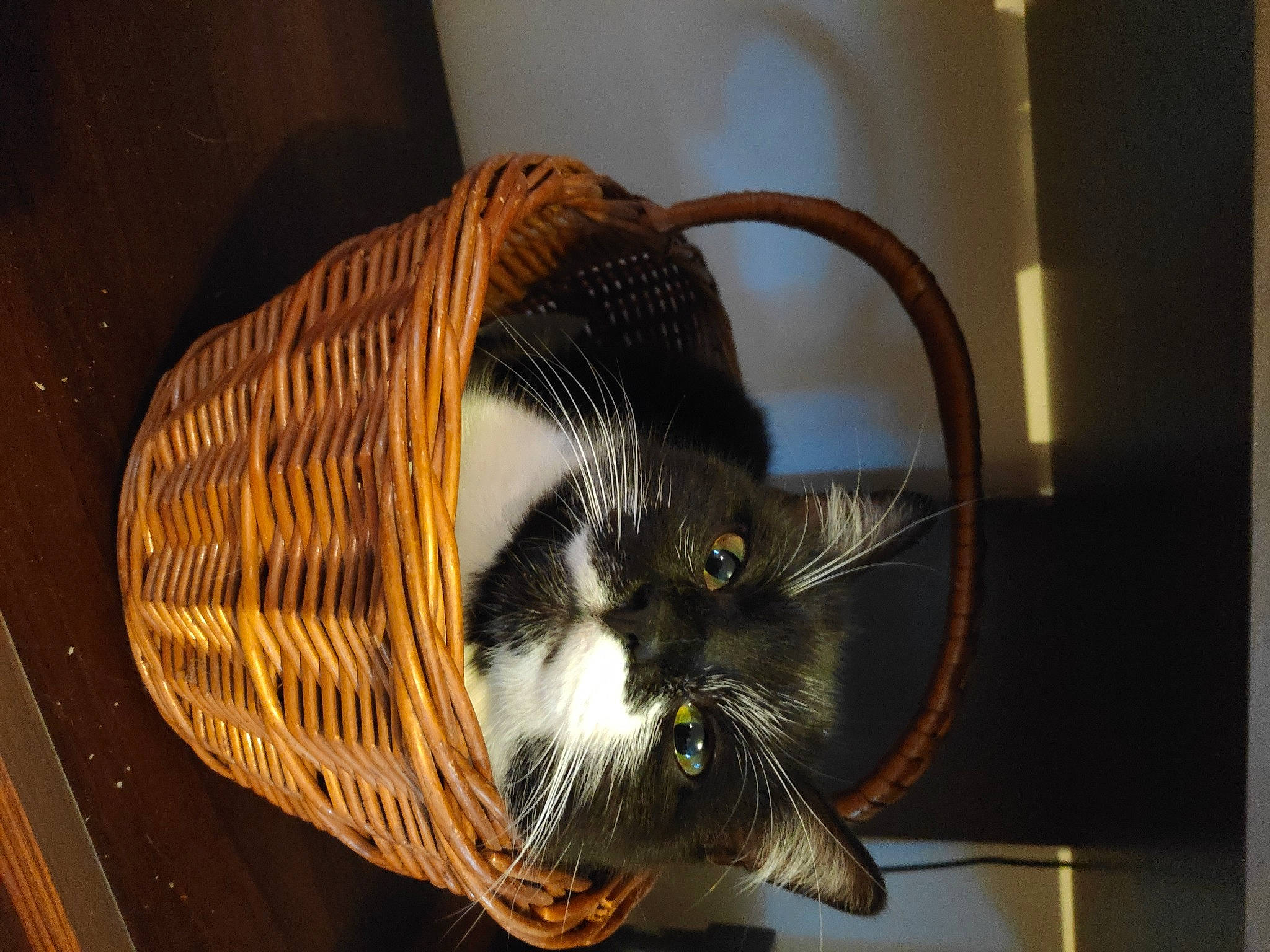 Lounette participe au concours pour gagner de l'argent avec cette photo : automotive_lighting, basket, cage, carnivore, cat, cat_supply, circle, domestic_short_haired_cat, felidae, fur, headlamp, home_appliance, mechanical_fan, pet_supply, rim, small_to_medium_sized_cats, tail, whiskers, wire, wood