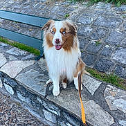 Uko a rejoint le concours — aidez-le/la à gagner de superbes lots ! dog, australian_shepherd, blue_eyes, leash, bench, stone, grass, outdoor, pet, animal, sitting, happy, nature, pavement, walk, park, fur, cute, canine, friendly