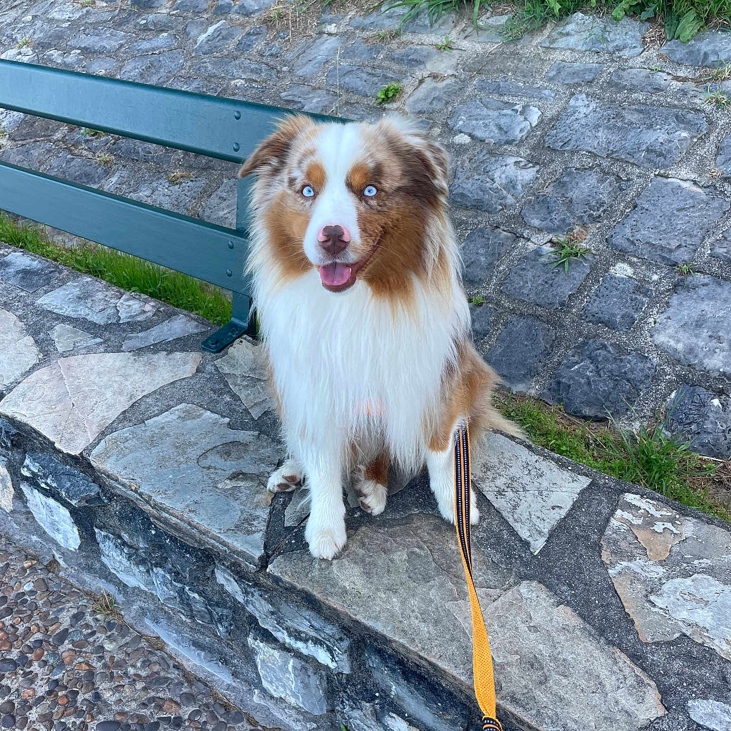 Uko a rejoint le concours — aidez-le/la à gagner de superbes lots ! animal, australian_shepherd, bench, blue_eyes, canine, cute, dog, friendly, fur, grass, happy, leash, nature, outdoor, park, pavement, pet, sitting, stone, walk