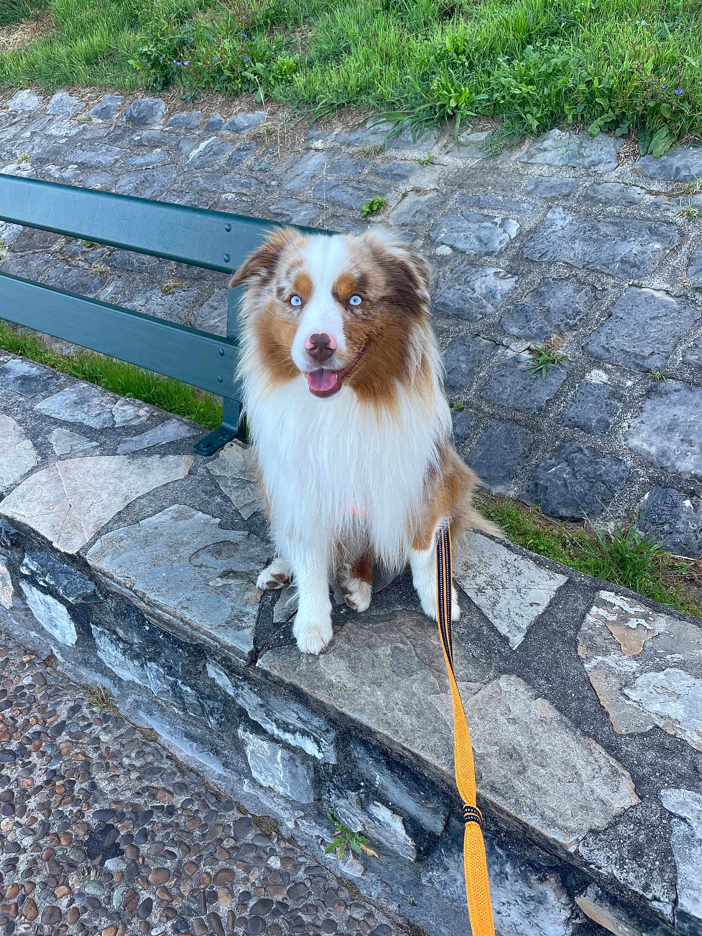 Uko a rejoint le concours — aidez-le/la à gagner de superbes lots ! dog, australian_shepherd, blue_eyes, leash, bench, stone, grass, outdoor, pet, animal, sitting, happy, nature, pavement, walk, park, fur, cute, canine, friendly