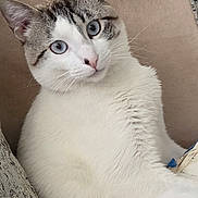 Kenzo participe au concours pour gagner de l'argent avec cette photo : cat, blue_eyes, fluffy, white_fur, gray_fur, couch, pillow, indoor, pet, animal, relaxed, closeup, whiskers, cute, feline, domestic_cat, sitting, fur_texture, face, ears