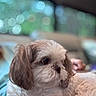 Jeepers joined the competition — help win amazing prizes! animal, bokeh, brown, close_up, companion, cute, cute_pet, dog, face, fluffy, fur, indoor, looking_away, pet, portrait, puppy, relaxed, small_dog, soft_light, white