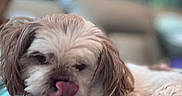 Jeepers joined the competition — help win amazing prizes! animal, bokeh, brown_and_white, canine, close_up, companion, cute, cute_pet, dog, face, fluffy, fur, furry, indoors, lying_down, pet, playful, portrait, relaxed, tongue_out