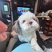 Jeepers is registered to the contest to win money with this photo: basket, cabinet, couch, cozy, curious, dog, finger, floor, indoor, kitchen, lamp, living_room, paper, person, pet, shoes, table, television, water_bottle, wood_floor