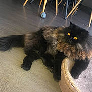Simba a rejoint le concours — aidez-le/la à gagner de superbes lots ! animal, black_cat, cat, cat_bed, chair_legs, cozy, cute, domestic_animal, feline, floor, fluffy, fur, golden_eyes, home, indoor, pet, playful, relaxed, resting, toy