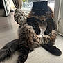 Simba participe au concours pour gagner de l'argent avec cette photo : animal, black_cat, brown_fur, cat, curtain, domestic_animal, feline, fluffy, glass_door, indoor, knotted_curtain, long_hair, lounging, pet, relaxed, resting, sitting, sunlight, window, wooden_floor