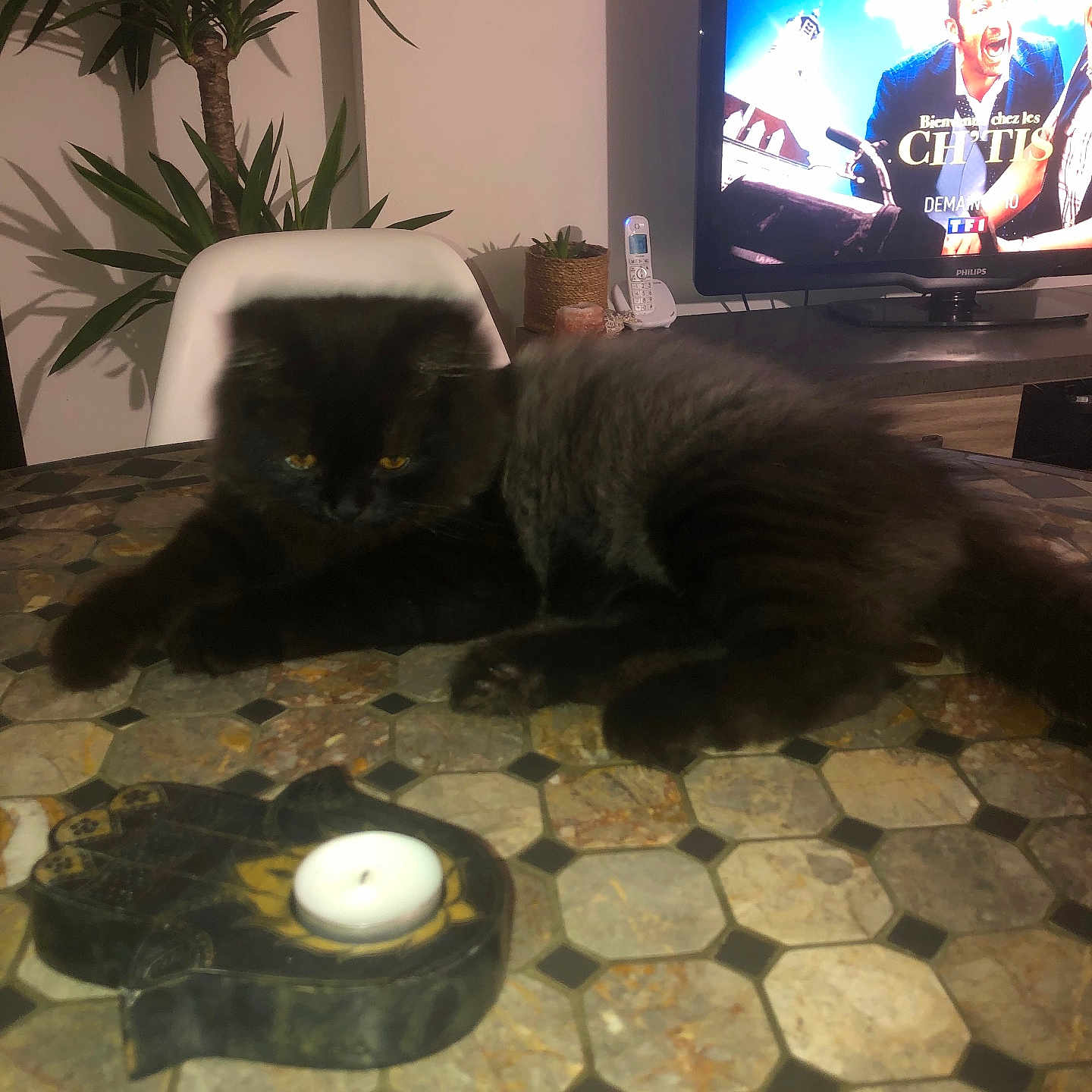 Simba a rejoint le concours — aidez-le/la à gagner de superbes lots ! adult, animal, cat, computerhardware, electronics, flagstone, furniture, hardware, male, man, monitor, path, person, pet, plant, pottedplant, screen, table, tv, walkway