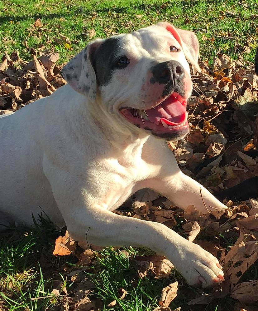 Lina joined the competition — help win amazing prizes! canidae, carnivore, collar, companion_dog, dog, dog_breed, dog_collar, fang, fawn, grass, gun_dog, hunting_dog, non_sporting_group, plant, sporting_group, whiskers, working_animal, working_dog