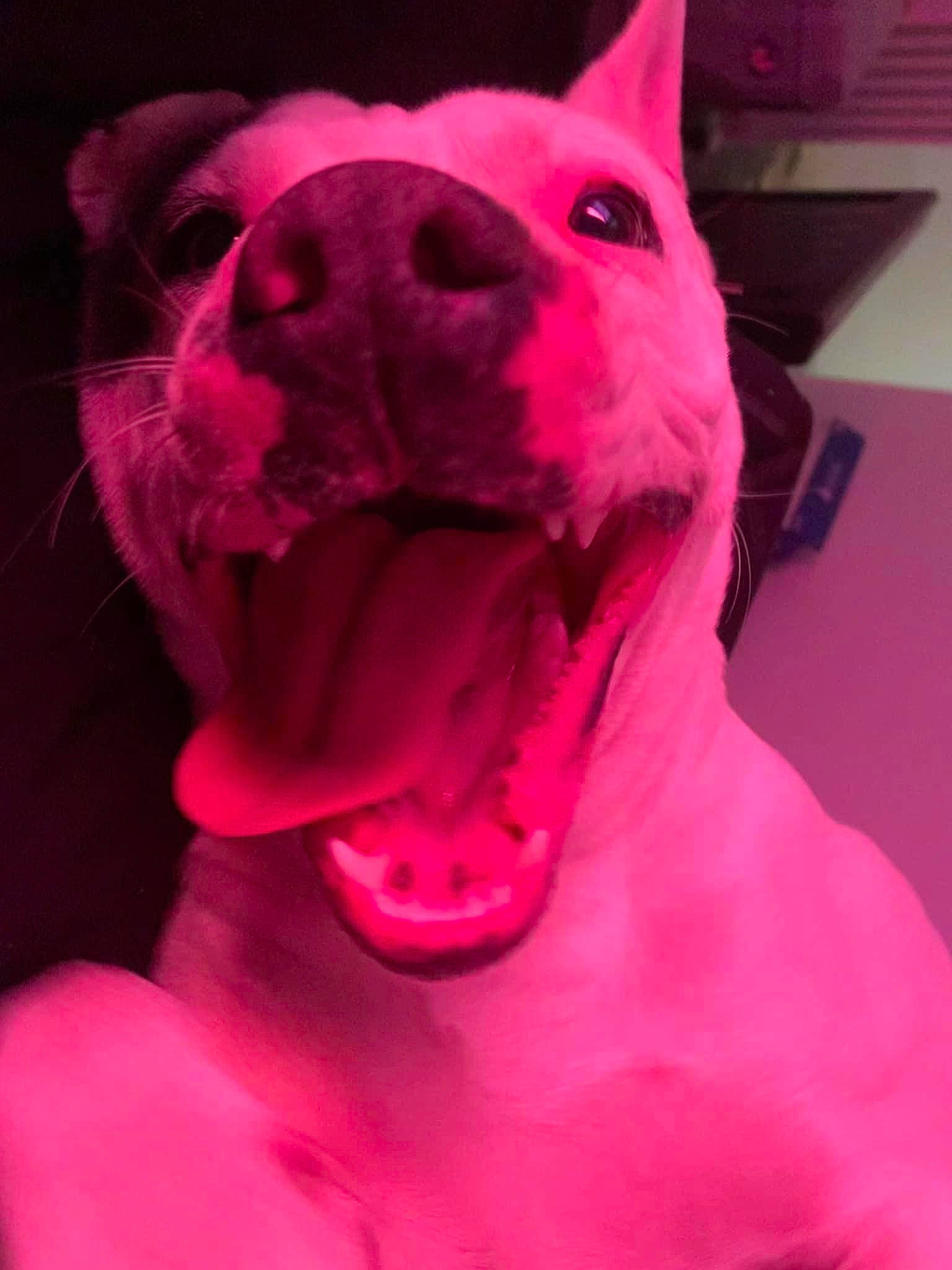 Lina is registered to the contest to win money with this photo: canidae, carmine, carnivore, collar, companion_dog, computer_keyboard, dog, dog_breed, fang, fawn, fur, jaw, magenta, non_sporting_group, pink, snout, sporting_group, terrestrial_animal, toy_dog, whiskers